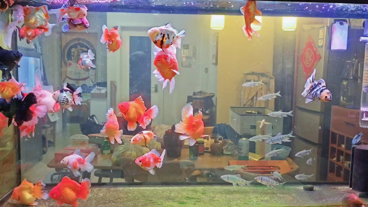 通威五元一斤的鱸魚飼料，搶成小豬豬