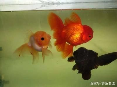 1米長的魚缸養什么魚比較好：一米的魚缸養什么魚比較好？