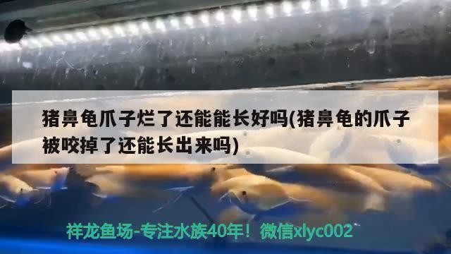 豬鼻龜爪子爛了還能能長好嗎(豬鼻龜的爪子被咬掉了還能長出來嗎)
