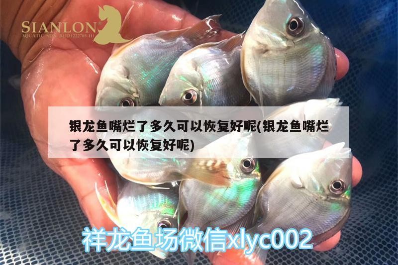 銀龍魚嘴爛了多久可以恢復好呢(銀龍魚嘴爛了多久可以恢復好呢)