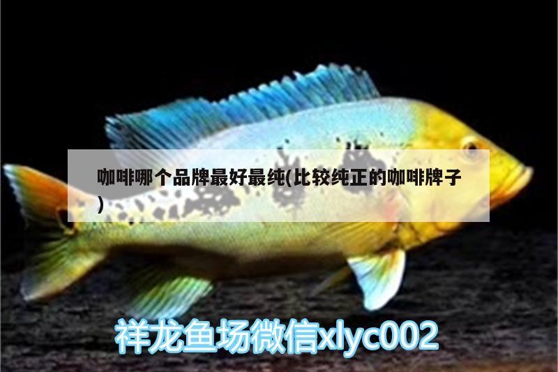 咖啡哪個品牌最好最純(比較純正的咖啡牌子)