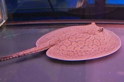 魟魚有小型的嗎有毒嗎：飼養(yǎng)魟魚需要注意安全問題，魟魚有小型的嗎有毒嗎