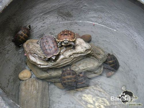 龍魚食物卡住了怎么辦vs祥龍魚場：龍魚食物卡住怎么辦