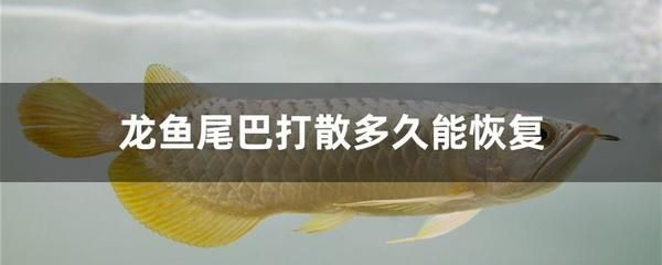 龍魚爛尾巴怎么治療vs祥龍魚場:如何判斷龍魚爛尾巴的程度? vs祥龍魚場 第2張 龍魚爛尾巴怎么治療vs祥龍魚場:如何判斷龍魚爛尾巴的程度? 龍魚爛尾巴怎么治療vs祥龍魚場:如何判斷龍魚爛尾巴的程度? vs祥龍魚場 第2張