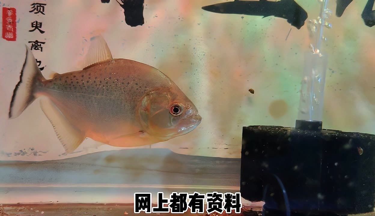 虎魚之間打架嗎：虎魚之間會發生打斗嗎