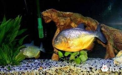 虎魚之間打架嗎：虎魚之間會發生打斗嗎