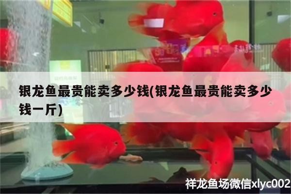 銀龍魚最貴能賣多少錢(銀龍魚最貴能賣多少錢一斤) 銀龍魚最貴能賣多少錢(銀龍魚最貴能賣多少錢一斤) 銀龍魚百科
