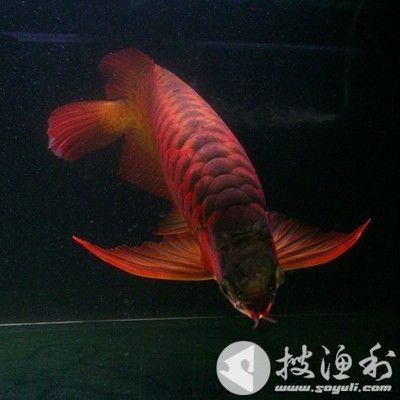 紅龍魚怎么樣換食物：紅龍魚多久換一次水