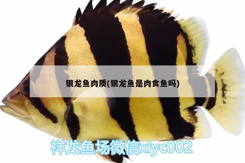 銀龍魚肉質(銀龍魚是肉食魚嗎)