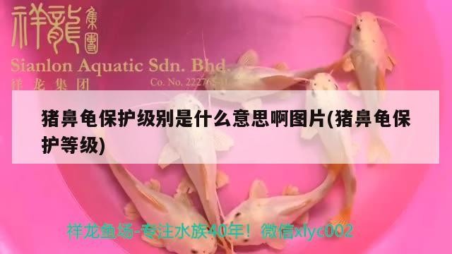 豬鼻龜保護級別是什么意思啊圖片(豬鼻龜保護等級)