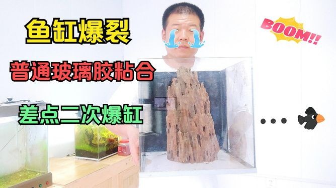 南譙龍魚繁殖季節(jié)是什么時候,南譙龍魚的繁殖季節(jié)是什么時候? 龍魚百科 第1張 南譙龍魚繁殖季節(jié)是什么時候,南譙龍魚的繁殖季節(jié)是什么時候? 南譙龍魚繁殖季節(jié)是什么時候,南譙龍魚的繁殖季節(jié)是什么時候? 龍魚百科 第1張