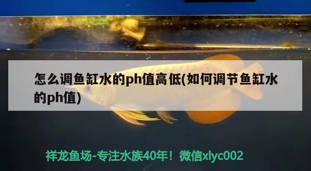 如何養(yǎng)銀龍魚視頻大全教程圖片(怎么能養(yǎng)好銀龍魚)