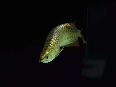 西雙版納傣族自治州龍魚vs祥龍魚場（探討西雙版納傣族自治州龍魚與祥龍魚場之間的關系）