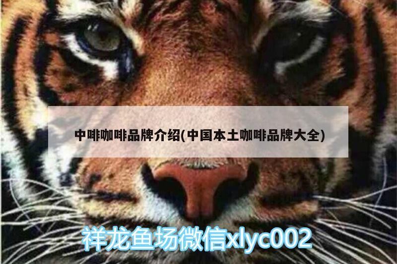 魚缸過濾器選購指南:自制魚缸過濾器魚缸上置過濾器對于養魚愛好者的必備知識 中啡咖啡品牌介紹(中國本土咖啡品牌大全) 馬來西亞咖啡 中啡咖啡品牌介紹(中國本土咖啡品牌大全) 中啡咖啡品牌介紹(中國本土咖啡品牌大全) 馬來西亞咖啡