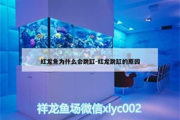 紅龍魚為什么會跳缸：紅龍魚常見疾病及預防，紅龍魚飼料選擇指南