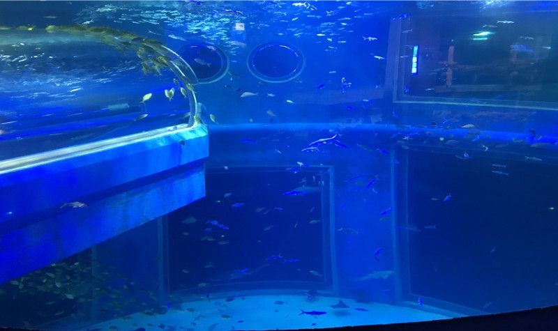 包頭水族館vs祥龍魚場(包頭水族館與祥龍魚場各有特色) 全國水族館企業(yè)名錄 第2張 包頭水族館vs祥龍魚場(包頭水族館與祥龍魚場各有特色) 包頭水族館vs祥龍魚場(包頭水族館與祥龍魚場各有特色) 全國水族館企業(yè)名錄 第2張
