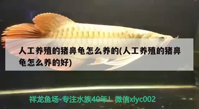 人工養殖的豬鼻龜怎么養的(人工養殖的豬鼻龜怎么養的好)