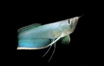 黑河龍魚vs祥龍魚場(chǎng)（黑河龍魚批發(fā)市場(chǎng)與祥龍魚場(chǎng)各有優(yōu)勢(shì)） 黑河龍魚vs祥龍魚場(chǎng)（黑河龍魚批發(fā)市場(chǎng)與祥龍魚場(chǎng)各有優(yōu)勢(shì)） 全國水族館企業(yè)名錄 第3張