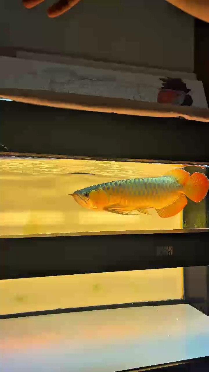 廣州龍魚比賽觀后感 龍魚論壇 廣州龍魚比賽觀后感 廣州龍魚比賽觀后感 龍魚論壇
