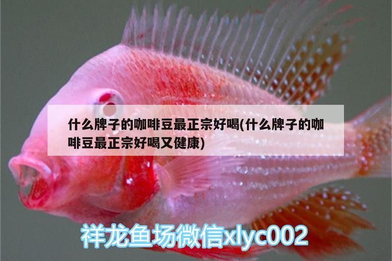 什么牌子的咖啡豆最正宗好喝(什么牌子的咖啡豆最正宗好喝又健康) 什么牌子的咖啡豆最正宗好喝(什么牌子的咖啡豆最正宗好喝又健康) 馬來西亞咖啡