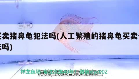 買賣豬鼻龜犯法嗎(人工繁殖的豬鼻龜買賣合法嗎) 買賣豬鼻龜犯法嗎(人工繁殖的豬鼻龜買賣合法嗎) 豬鼻龜百科