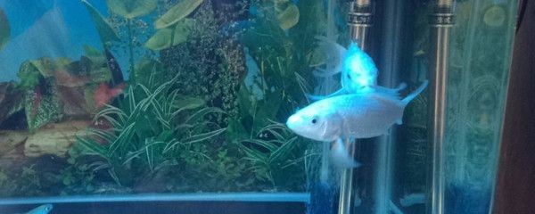 1.5米魚缸養幾條蝴蝶鯉最好：1.5米魚缸養幾條蝴蝶鯉最好，養幾條蝴蝶鯉最好