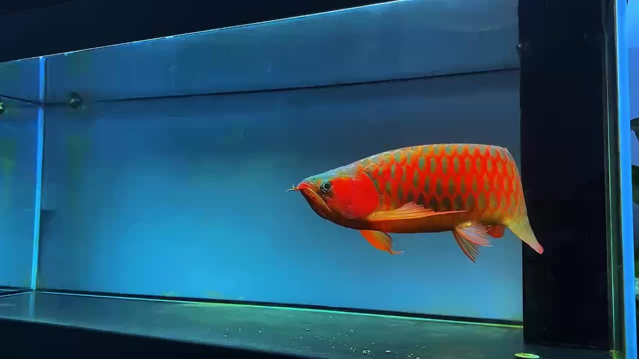 賽后感