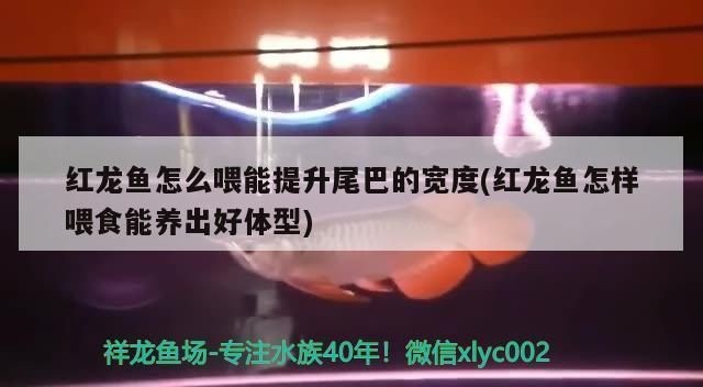 紅龍魚活體魚怎么喂料:紅龍魚活體魚喂料時,幼魚期可每天喂食1-2次 紅龍魚百科 第1張 紅龍魚活體魚怎么喂料:紅龍魚活體魚喂料時,幼魚期可每天喂食1-2次 紅龍魚活體魚怎么喂料:紅龍魚活體魚喂料時,幼魚期可每天喂食1-2次 紅龍魚百科 第1張