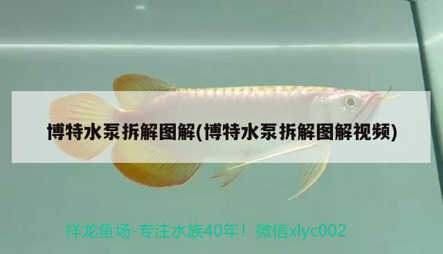 博特水泵拆解圖解(博特水泵拆解圖解視頻)