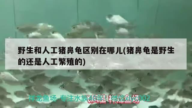 野生和人工豬鼻龜區別在哪兒(豬鼻龜是野生的還是人工繁殖的)