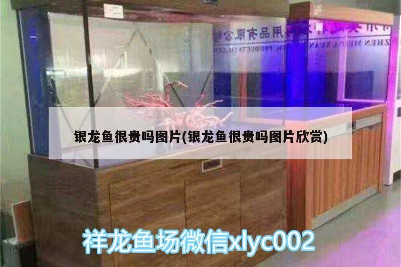 觀賞魚 銀龍魚很貴嗎圖片(銀龍魚很貴嗎圖片欣賞) 銀龍魚百科 銀龍魚很貴嗎圖片(銀龍魚很貴嗎圖片欣賞) 銀龍魚很貴嗎圖片(銀龍魚很貴嗎圖片欣賞) 銀龍魚百科