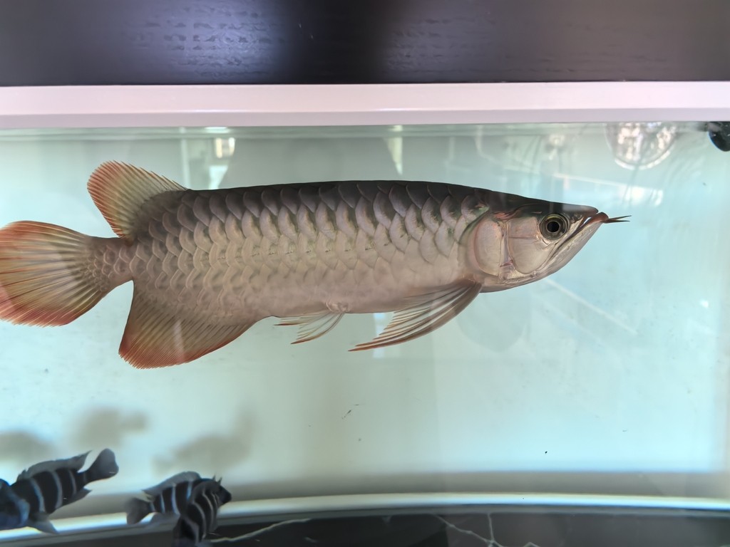 帝龍紅龍也行嘛 帝龍紅龍也行嘛 龍魚論壇 第2張