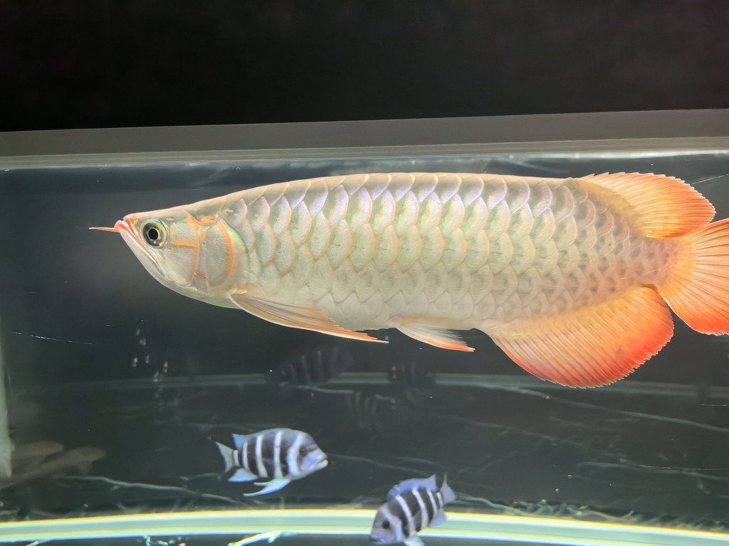 帝龍紅龍也行嘛 帝龍紅龍也行嘛 龍魚論壇 第3張