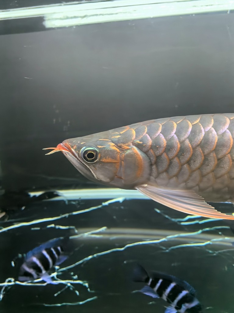 帝龍紅龍也行嘛 帝龍紅龍也行嘛 龍魚論壇 第4張