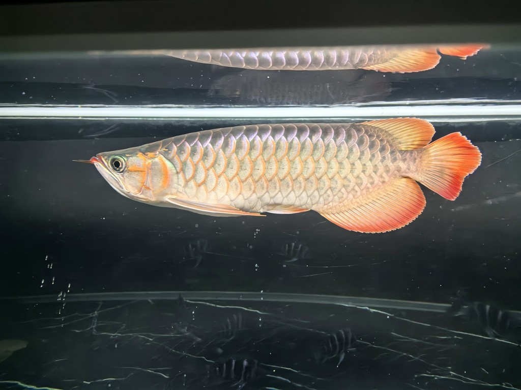 帝龍紅龍也行嘛 帝龍紅龍也行嘛 龍魚論壇 第5張
