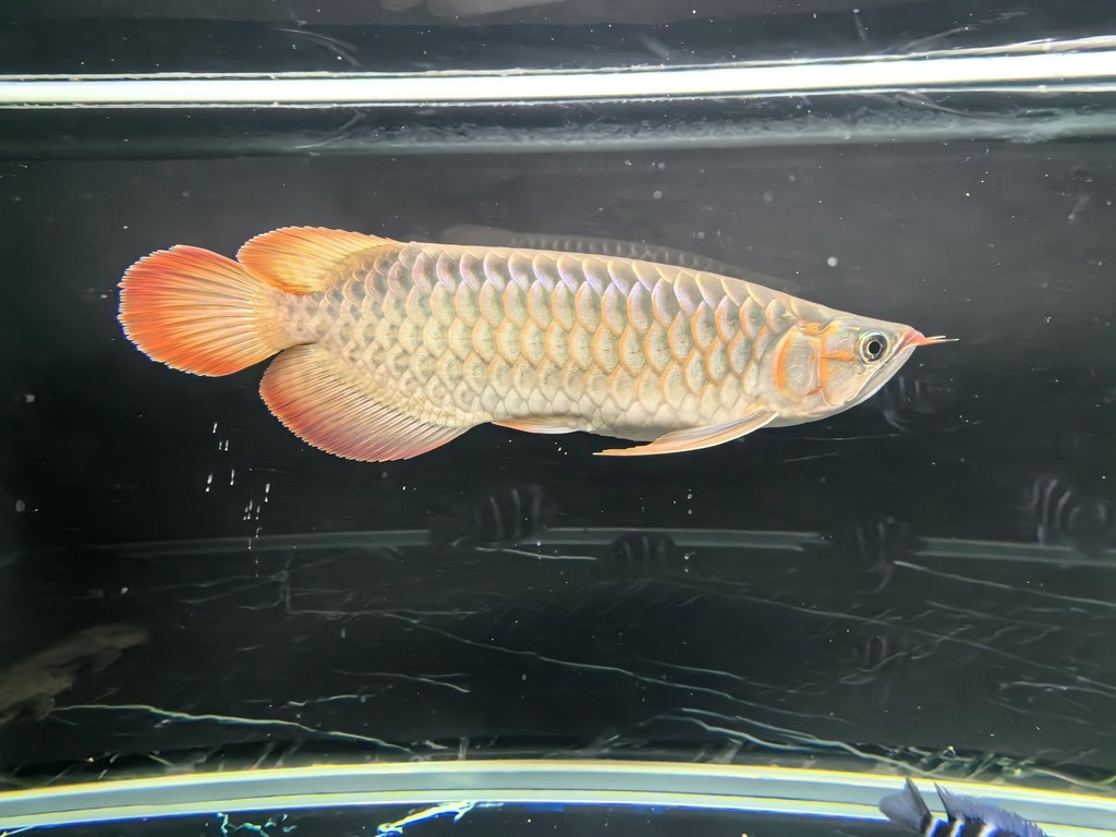 帝龍紅龍也行嘛 帝龍紅龍也行嘛 龍魚論壇 第6張