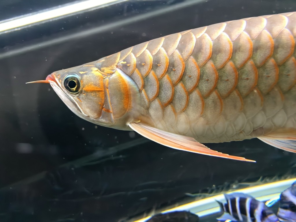 帝龍紅龍也行嘛 帝龍紅龍也行嘛 龍魚論壇 第7張
