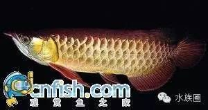 黃尾紅龍魚特征介紹：黃尾紅龍魚與紅龍魚的區別
