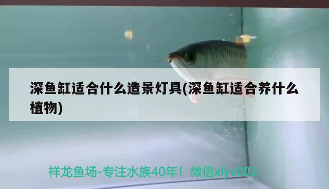 深魚缸適合什么造景燈具(深魚缸適合養(yǎng)什么植物) 深魚缸適合什么造景燈具(深魚缸適合養(yǎng)什么植物) iwish愛唯希品牌魚缸