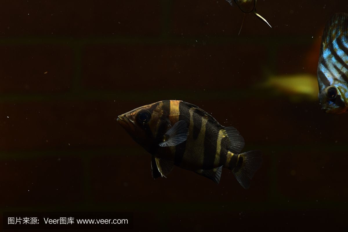 虎魚用黑底黑背景咋樣：探討虎魚與黑底黑背景的搭配效果之前需要了解虎魚的基本特性