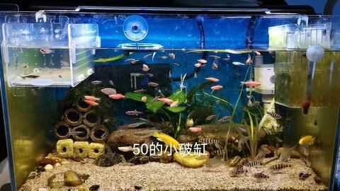 30魚缸造景全用石頭