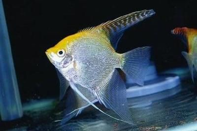 魟魚可以跟什么魚混養(yǎng)：魟魚可以與多種熱帶魚混養(yǎng)，但需要注意性溫和、活動區(qū)域與活動區(qū)域