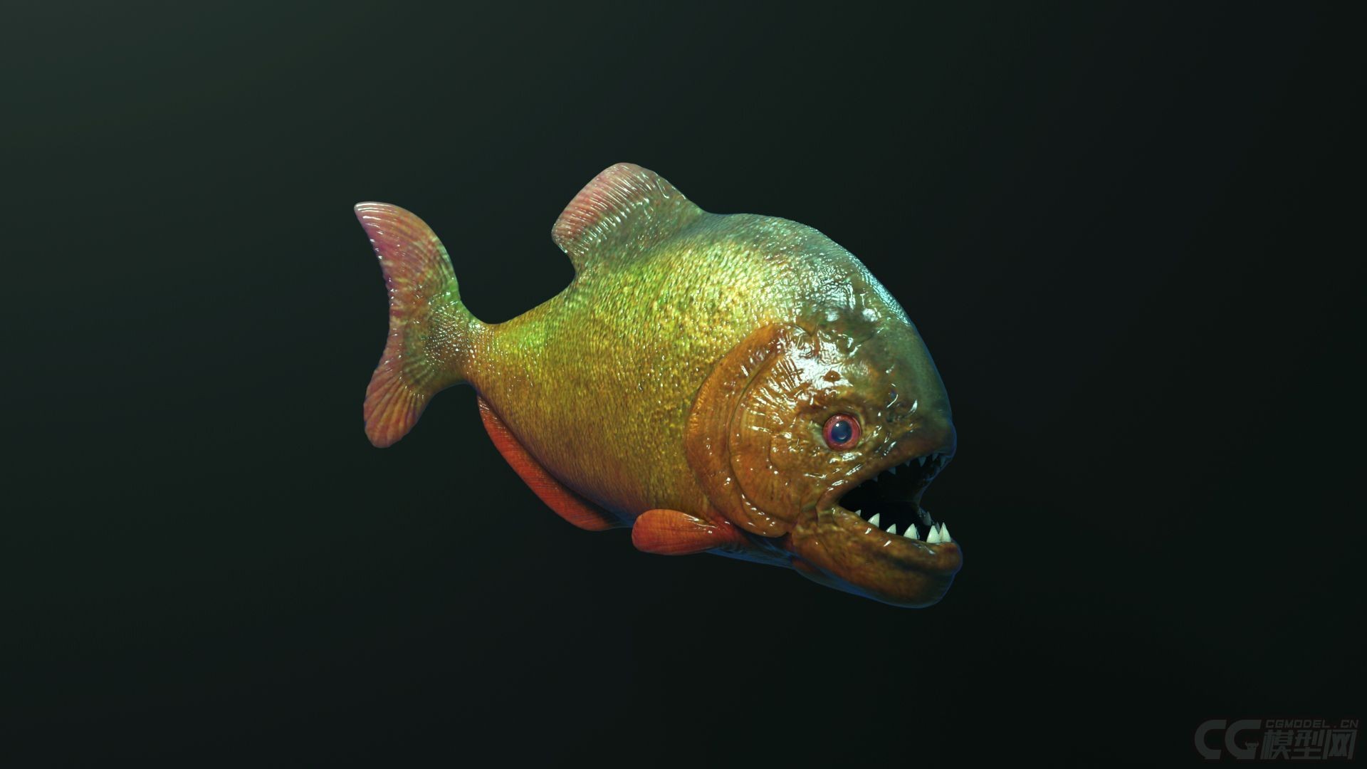 水虎魚和魟魚可以混養嗎：水虎魚和魟魚可以混養嗎,