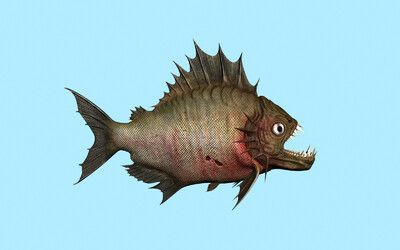 水虎魚和魟魚可以混養嗎：水虎魚和魟魚可以混養嗎,