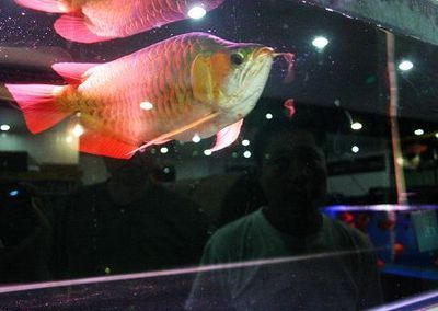 銀川龍魚vs祥龍魚場（探討銀川龍魚與祥龍魚場之間的差異之前需要明確兩個概念） 銀川龍魚vs祥龍魚場（探討銀川龍魚與祥龍魚場之間的差異之前需要明確兩個概念） 全國水族館企業名錄 第2張