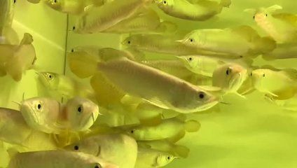 銀川龍魚vs祥龍魚場（探討銀川龍魚與祥龍魚場之間的差異之前需要明確兩個概念） 銀川龍魚vs祥龍魚場（探討銀川龍魚與祥龍魚場之間的差異之前需要明確兩個概念） 全國水族館企業名錄 第5張