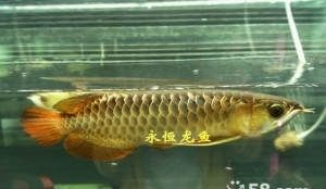 銀川龍魚vs祥龍魚場（探討銀川龍魚與祥龍魚場之間的差異之前需要明確兩個概念） 銀川龍魚vs祥龍魚場（探討銀川龍魚與祥龍魚場之間的差異之前需要明確兩個概念） 全國水族館企業名錄 第6張