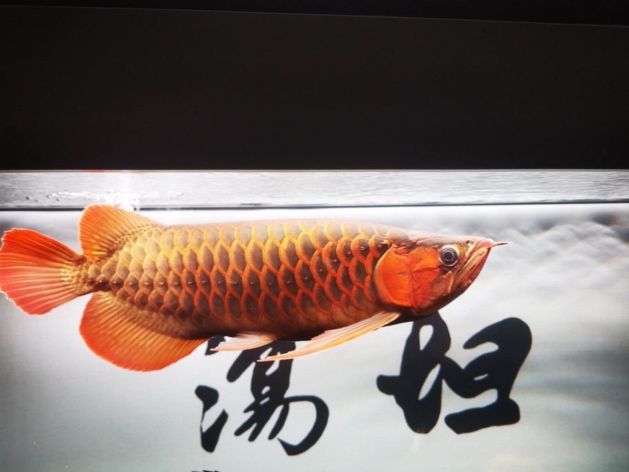簡單記錄一下、