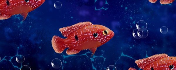 30種常見熱帶觀賞魚紅寶石魚：紅寶石魚的特征和繁殖