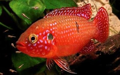 30種常見熱帶觀賞魚紅寶石魚：紅寶石魚的特征和繁殖